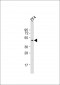 Zebrafish dmrt3a Antibody  (C-term)